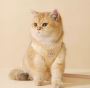 Buy The Best Cat Harness Canada at Pawpawdear