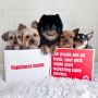 Healthy Fresh Food for Pets in Dubai – PawPots Healthy Fresh Food for Pets in Dubai – PawPots