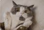 Find the Most Popular Cat Breeds – Easy Guide by PawPots