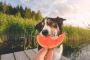 Safe fruits for dogs, what your dog can enjoy.