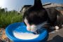 What Happens When Cats Drink Milk? The Science Behind It