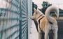 Learn More About Your Dog with the Dog Tail Position Chart