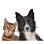 Transform Your Dog's Health Today