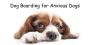 Pawsome: Premium Dog Boarding Services