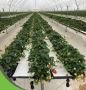 Coco Coir Grow Bags for Strawberries – High Yield Farming