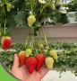 Premium Coco Coir Grow Bags for Strawberries – Ideal for UK