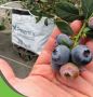 Premium Blueberry Grow Bags – High-Yield Coir Substrate