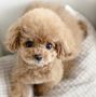 Teacup puppies for sale Teacup puppies for sale