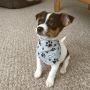 Teacup puppies for sale Teacup puppies for sale