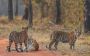 Jungle Safari in MP 