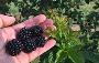 Transform Your Backyard into a Berry Paradise: Shop Our Blac