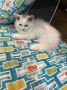 Persian Cat Near Me
