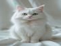 Premium Persian Cat in Delhi