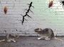 Conquer Pests with Precision : Call Pest City USA