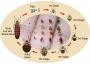 Safeguard Your Home in Southfield : Eradicating Bed Bugs