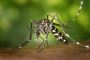 Pest City USA : Detroit Locally Operated Pest Control Specia