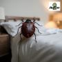 Say Goodbye To Bed Bugs With Your Pest Control Partner