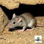 Rodent-Free Living : Trust Pest City USA for Effective Solut