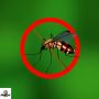 Reclaim Your Space with Detroit’s Top Mosquito Control Exper