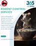 Top-Rated Rodent Removal Treatments Near You at 365 Pest Con