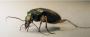 Top-Notch Commercial Pest Control for Your Business