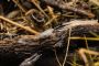 Reliable and Eco-Friendly Pest Control Services in Busselton