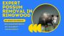 Possums in the Roof? Call Ringwood’s Removal Pros Today