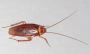 Cockroach Pest Control in Amravati