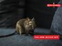Get Rid of Mice – Effective Mouse Control for Canberra