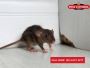 Canberra’s Best Pest Control Specialists