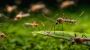 Mosquito Control​ Fort Worth Dallas, TX