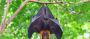 Get Your Bat Exclusion Services Ann Arbor