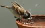 Find Out The Best Guaranteed Rodent Removal