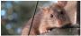 Get The Rodent Trapping Service In Novi
