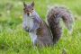 Dead Squirrel Removal in Novi