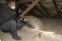 Pest Inspection Adelaide