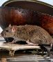 Effective Rats Control Service London - Pest Masters