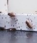 Insect Control Service in London: Your Ultimate Guide to Pes