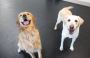 Best Dog Daycare & Boarding in McLean