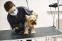 Get Pet Grooming Service at Home - Pet Hair Set