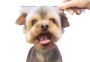 Pet Grooming Bangalore - ThePetNest