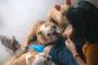 Keep Your Pup Looking & Feeling Their Best–Grooming Service
