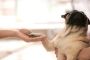 Dog Boarding in Bowmanville – Safe, Comfortable Stays Dog Boarding in Bowmanville – Safe, Comfortable Stays