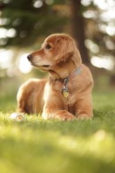 Custom Pet ID Tags – Keep Your Furry Friend Safe & Secure!