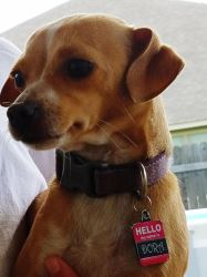 Durable Stainless Steel Dog ID Tags – Order Now!