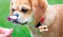 Custom Dog Tag Art – Unique & Personalized Pet Tags! Custom Dog Tag Art – Unique & Personalized Pet Tags!