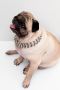 Gold Plated Pet ID Tags – Stylish & Secure! Gold Plated Pet ID Tags – Stylish & Secure!