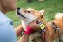 Affordable Pet ID Tags – Because Love Isn’t Enough! Affordable Pet ID Tags – Because Love Isn’t Enough!