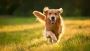 Life is too Dog (The Dogs of Life)