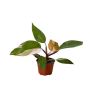 Shop Exotic Brazilian Rainforest Plants Direct from Planta V